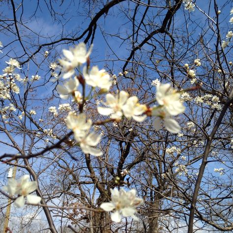 SANDPLUM CHICKASAW PLUM by Garden Answers Plant Id Chickasaw Plum, Cashew Salad, Wild Plum, Jams And Jellies, Apple Pear, Reddish Orange, Orange Fruit, Cashew, Plum