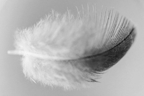 Exploring the Spiritual Meaning Behind Grey and White Feathers - Gaiansoul Gray Feather Spiritual Meaning, Grey And White Feather Meaning, Gray Feather Meaning, Grey Feather Meaning, White Feather Meaning, Cat Symbolism, Feather Meaning, Dream's Cat, Balance And Harmony