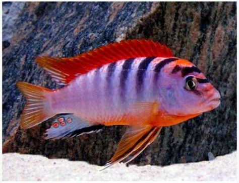 Mbuna Cichlids, Swordtail Fish, Lake Malawi Cichlids, African Cichlid Aquarium, South American Cichlids, Cichlid Aquarium, Malawi Cichlids, Lake Malawi, Cichlid Fish