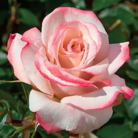 Pinkerbelle™ Hybrid Tea Rose | Jackson & Perkins Rose Tattoo Traditional, Hybrid Tea Roses Garden, Rosé Hair, Old English Roses, Rose Wedding Theme, Rose Garden Landscape, Roses Photography, Rose Garden Design, Rose Belle