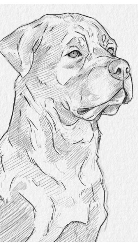 Dog Sketch Easy, Animal Sketches Easy, Dog Drawing Simple, Dog Design Art, Animal Drawings Sketches, Dog Sketch, 강아지 그림, Sketchbook Drawings, Cute Doodles Drawings