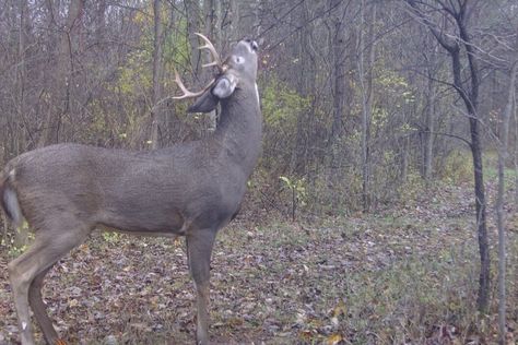 Craig Raleigh Since we all know that eventually, inevitably whitetail deer smell everything that is floating on the air within their range, then we should be on a continual search to omit those items that will spook them and send them into the next county. So, let's look at a few of the things that we may […] The post 6 Smells That Will Spook a Deer appeared first on Wide Open Spaces. Peanut Butter Deer Bait, Hunting Property Ideas, Processing A Deer, Where To Shoot A Deer, Whitetail Deer Hunting Tips, Deer Cleaning Station, Deer Antler Decor Ideas, Deer Bait, Homemade Deer Blinds