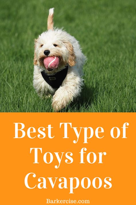 Doberman Puppy Training, Games For Puppies, Cavoodle Puppy, Toys For Puppies, German Shepherd Puppies Training, Cavapoo Dogs, Puppy Training Schedule, Puppy Pads Training, Puppy Mom