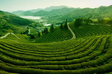 South Korea Travel, Korea Travel, Tourist Destinations, Asia Travel, Outdoor Adventure, Cool Places To Visit, Outdoors Adventure, Agriculture, Green Tea