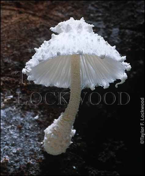 Leucocoprinus cretaceus-fungal lace!  Taylor Lockwood Cool Looking Mushrooms, Mushrooms Unique, Mushroomcore Aesthetic, Cool Mushrooms, Pretty Mushrooms, Fairytale Mushroom, Nature Mushrooms, Cute Mushrooms, White Mushroom