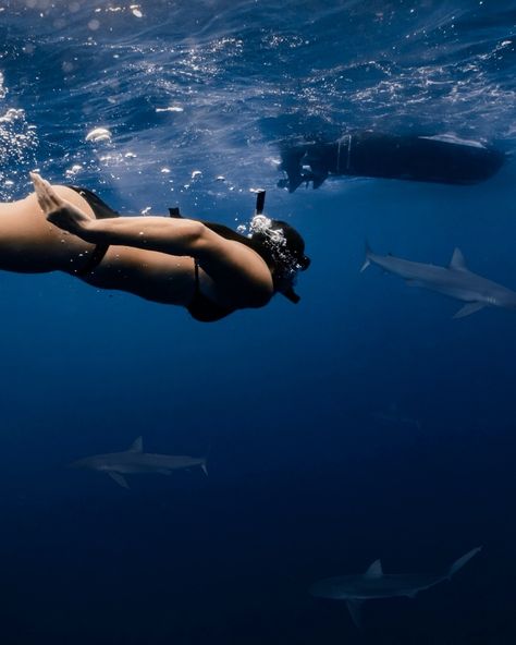 Lucky to have experienced this a second time AND with my dad!! sharks are so beautiful and wildly misunderstood 🦈🤍 #sharks #helpsavesharks #sharkconservation #savesharks #marineconservation #oceanconservation Swim With Sharks, Swimming With Sharks, Shark Conservation, Shark Swimming, Visual Board, Marine Conservation, Ocean Conservation, 2025 Vision, Whale Shark