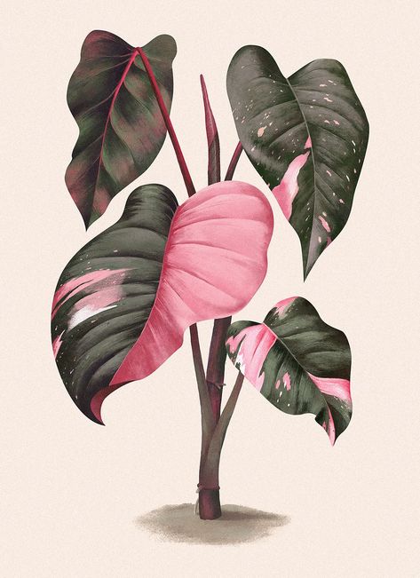 Beautiful digital illustration of Philodendron erubescens 'Pink Princess' by Aga Więckowska on Behance. #plantsillustration #homeplantart #plantlady Philodendron Erubescens, Dp Boy, Dp Girl, Girl Cool, Acrylic Art Projects, Dp Images, Princess Drawings, Plant Painting, Pretty Drawings