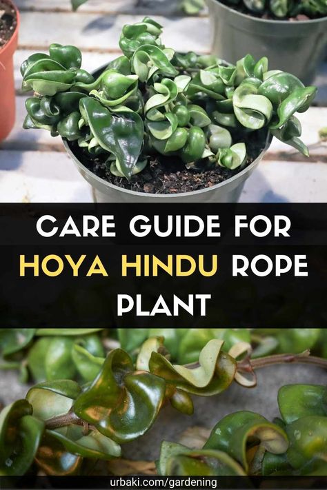 Hoya Hindu Rope Plant, Hoya Hindu Rope, Hoya Carnosa Compacta, Hindu Rope Plant, Rope Plant, Wax Plant, Hoya Carnosa, Stunning Flowers, Plant Information