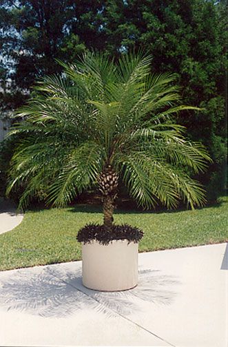 Phoenix roebellini ~ Pygmy Date Palm Grows to 15' high good for containers and indoors Pygmy Date Palm, Pool Planters, Tree Garden Decor, Indoor Palm Trees, Pool Plants, Palm Trees Landscaping, Indoor Palms, Potted Palms, Florida Landscaping