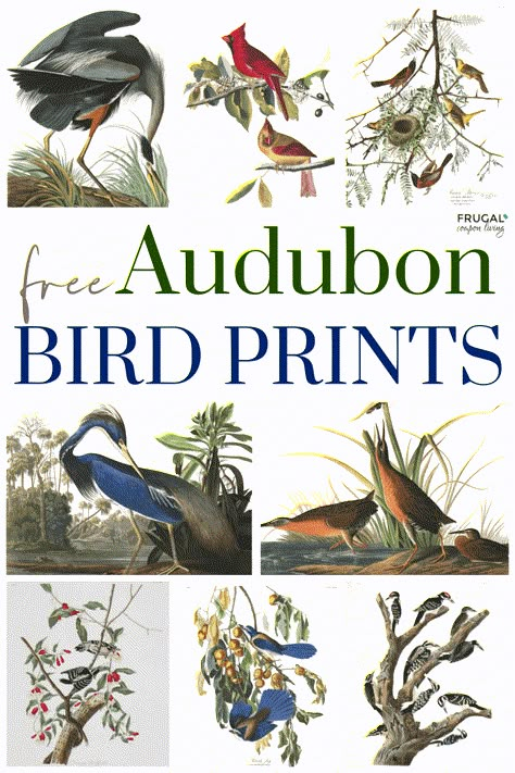 Vintage bird prints framed are timeless and classic. Learn how to download free Audubon bird prints and where to find beautiful illustrated vintage bird prints for framing and home décor. Bird drawings, Audubon birds of America illustrations, bird botanical prints, vintage bird prints black & white, bird home décor and more. #FrugalCouponLiving #audubon #birds Audubon Bird Prints, Audobon Birds, Sketch Prints, Botanical Prints Free, Bird Printables, Vintage Bird Prints, Bird Decorations, Audubon Prints, Vintage Bird Illustration