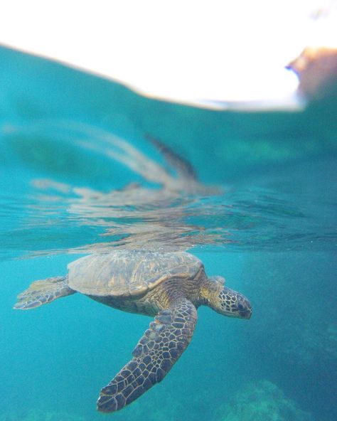 Up for a breath of air now back down to lay on the sand #turtlelife #sundayfunday Bali Backpacking, Gili T, Gap Year Travel, Kayak Boats, Gili Trawangan, Backpacking Asia, Kayak Adventures, Kayak Tours, Lay On