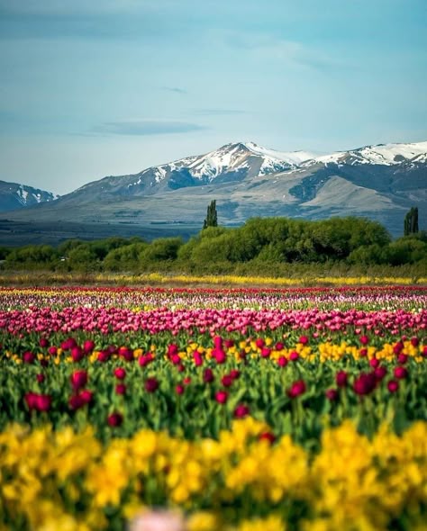 Tulipanes en Trevelin, Provincia de Chubut, República de Argentina Spanish Projects, Backpacking South America, Patagonia Argentina, Argentina Travel, Countries To Visit, South America Travel, Future Travel, World Traveler, Dream Destinations