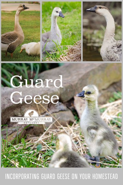 Incorporating Guard Geese on Your Homestead Geese On The Homestead, Farm Geese, African Goose, Raising Geese, Duck Care, Sebastopol Geese, Geese Breeds, Pet Turkey, Goose House