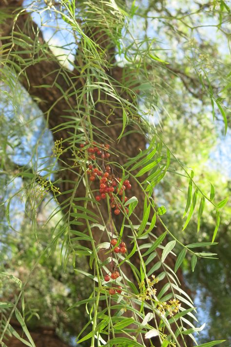 Peruvian Pepper Tree and Why Invasive Plants Matter California Pepper Tree, Backyard Permaculture, Ocean Witch, Pepper Tree, Sweet Gum, Meditation Retreat, Invasive Plants, Weeping Willow, Tree Trimming