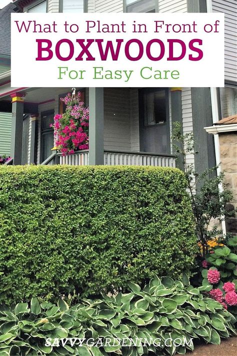 The best plants to grow in front of boxwoods for easy care! Boxwood shrubs are amazing for landscaping and you can make your front yard even more low maintenance with these ideas on plants that are perfect companions to your boxwood plants. #Landscaping Types Of Boxwood Shrubs, Boxwood Front Of House, Japanese Boxwood Landscaping, Boxwood Walkway, Boxwood Landscaping Front Yard Entrance, Boxwoods In Front Of House, Front Of House Landscape Ideas Low Maintenance, Boxwood Landscaping Front Yard, Roses And Boxwood