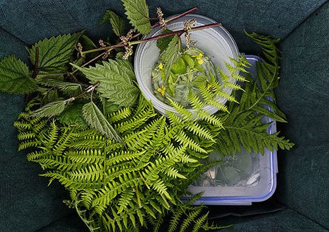 Wild Foraging, Food Foraging, Foraging Recipes, Edible Wild Plants, Foraged Food, Plant Medicine, Wild Edibles, Wild Food, Wilderness Survival