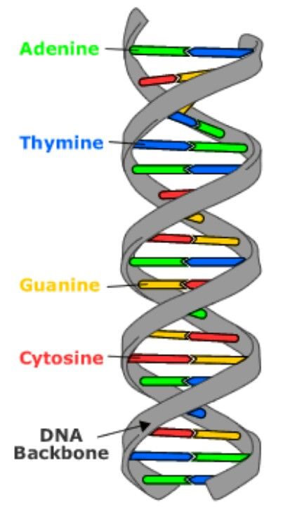 DNA bases Dna Double Helix Model, Dna Model Project, Dna E Rna, Dna Facts, Dna Structure, Dna Project, Dna Genetics, Biology Projects, Dna Replication