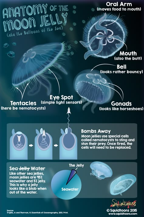 Anatomy of the Moon Jelly - Squidtoons Jelly Fish Anatomy, Jellyfish Biology, Jellyfish Anatomy Drawing, Jellyfish Diagram, Jellyfish Anatomy, Anatomy Of A Jellyfish, Marine Biologist Career, Marine Biology Notes, Cnidarians Animals