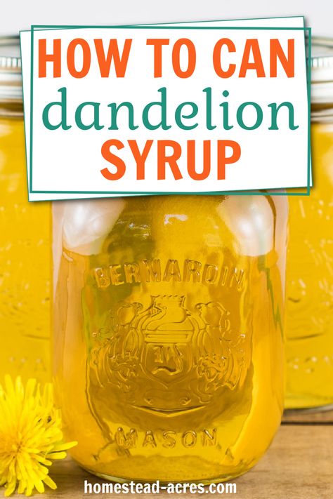 Jars of dandelion syrup on a table with dandelion flowers. Text overlay says How To Can Dandelion Syrup. Dandelion Simple Syrup, Canning Simple Syrup, Dandelion Syrup Recipe, Flavoring Kombucha, Simple Canning, Fruit Syrup Recipe, Canning Syrup, Dandelion Syrup, Flower Syrup