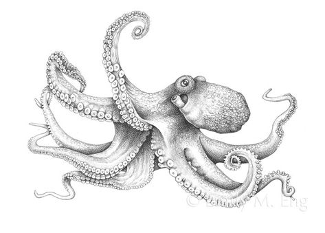 Octopus Artwork, Kraken Art, Giant Pacific Octopus, Octopus Drawing, Octopus Painting, Octopus Tattoo Design, Octopus Tattoos, Sketch Note, Drawing Pictures