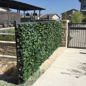 Lattice Screen, Front Yard Decor, Lemon Leaf, Lemon Leaves, Floor Plants, Fence Decor, Outdoor Garden Decor, Outdoor Gardens Design, Backyard Fences