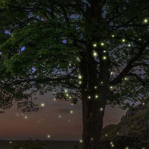 Unstumbled on Instagram: "Experience magic in the forests of Maharashtra. As the first showers of monsoon start, certain places in Maharashtra light up with thousands of fireflies.   This gorgeous sight lasts for around a month and is known as the firefly festival.   Save this post and make sure to spend a weekend under the stars, surrounded by fireflies!   #fireflies #maharashtra #firefly #firefliesfestival #igatpuri #treks #nature #forests" Firefly Aesthetic, Fireflies Aesthetic, Firefly Garden, Firefly Festival, Collage Party, Southern Nights, Light Fairy, Summer Vision, Summer Birthday Party