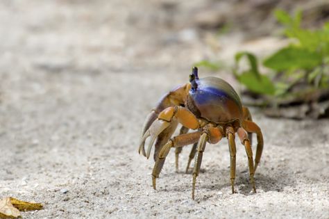 Side View of Colorful Land Crab Land Crab, Robot Game, Water Animals, Blue Crab, Dnd Art, Crustaceans, Side View, Art Reference Photos, Fantasy Creatures