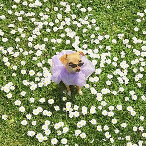 Animal Photoshoot, Daisy Dog, Spring Photoshoot, Dog Photoshoot, Cat Fashion, Silly Animals, Cover Pics, Cute Creatures, Animals Friends