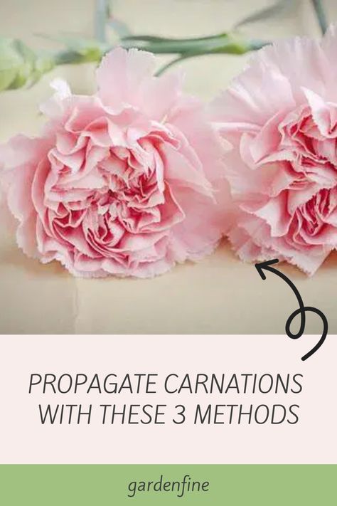 Growing Carnations From Cuttings, How To Grow Carnations, Growing Carnations, Planting Food, Carnation Plants, Garden Rocks, Home Windows, Future Garden, Flowers Gardening