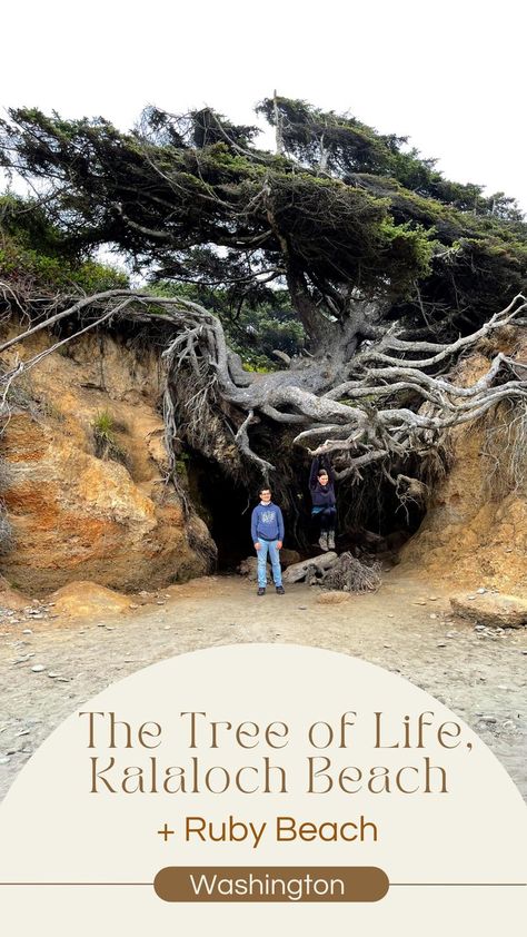 The tree of life is a tree that has been eroded into a root cave. Its so large of a space that we could hang off of the roots. Ruby Beach Washington, Washington Trip, Washington Vacation, Washington Coast, Washington State Travel, Washington Travel, Senior Trip, The Tree Of Life, Travel Time