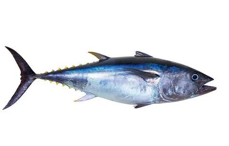 Perbedaan Mendasar Ikan Tongkol, Cakalang, dan Tuna | ResepKoki Fish Sketch, Ikan Air Tawar, Penyakit Jantung, Minnie Mouse Images, Bluefin Tuna, Tuna Fish, White Stock, Omega 3, Fish