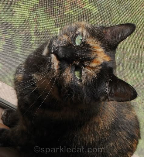 I think anyone with a tortoiseshell cat cat relate. #tortitude #tortoiseshellcats #catlovers Tortie Cat, Tortoishell Cats, Tortishell Cat Aesthetic, Tortoiseshell Cat, Tortoishell Cat Aesthetic, Tortoiseshell Cats, Cat Tortoiseshell, Turtle Shell Cat, Tortoise Shell Cat Aesthetic