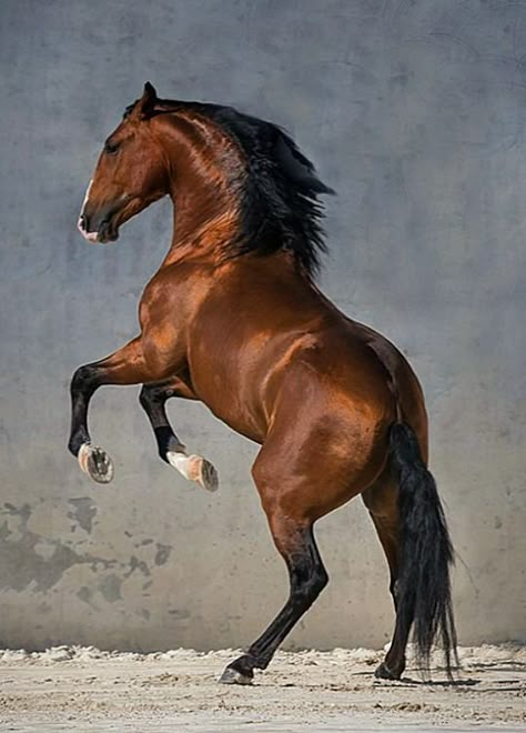 . Lusitano Horse, Horse Rearing, Beautiful Horse Pictures, Horse Anatomy, Horse Inspiration, Andalusian Horse, Most Beautiful Horses, Horse Drawings, All The Pretty Horses