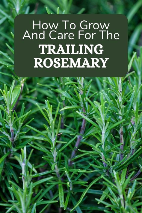 Check out the care guide for trailing rosemary, discover excellent pruning, repotting, and propagation tips, and learn more about the uses of this herb. Trim Rosemary Bush, Trailing Rosemary, Propagation Tips, Peperomia Plant, Alocasia Plant, Calathea Plant, Prayer Plant, Pothos Plant, Jade Plants