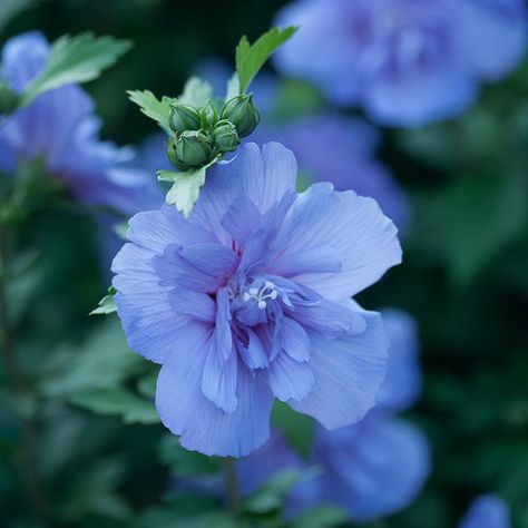 Rose Of Sharon Tree, Meadow Nursery, Environment Reference, Flower Types, Garden Backdrops, Hibiscus Plant, Blue Hibiscus, Spring Meadow, Garden Life