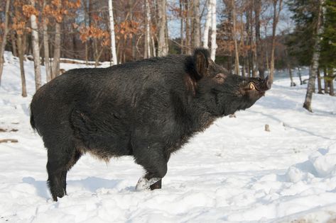 Feral swine, the offspring of wild boars and domestic pigs, are spreading through Canada into areas where many didn’t think they could survive. Feral Pig, Meanwhile In Canada, Pig Breeds, Crop Insurance, North American Animals, Wild Pig, Wild Hog, Wild Boar, Zoology