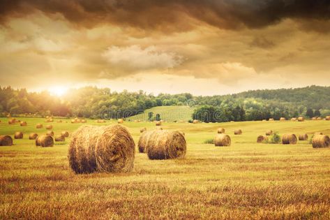 Field of freshly bales of hay. Field of freshly cut bales of hay with beautiful , #ad, #bales, #freshly, #Field, #hay, #sunset #ad Bales Of Hay, Deco Panel, Farm Pictures, Custom Wall Murals, Hay Bales, Fabric Wall Art, Beautiful Sunset, Beautiful Wallpapers, Wall Mural