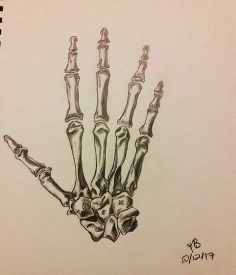 Flesh And Bones Art, Finger Bones Drawing, Hand Study Drawing, Fragments Art, Finger Bones, Drawing Pencil Art, Hand Bones, Hand Study, Study Drawing