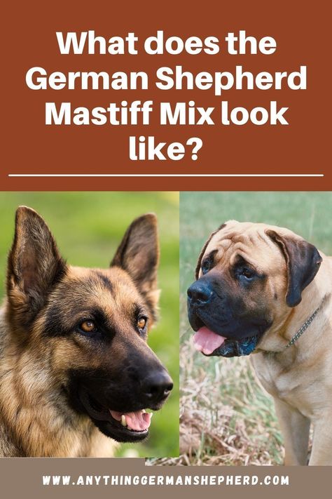 Combining the majestic Mastiff with a German Shepherd results in a large and formidable working dog with guarding ability and athleticism.German Shepherd Mastiff mixes, like other designer dogs, frequently combine the most desirable qualities from two breeds that on the surface may not seem to have much in common. Mastiff Mix, Dog German Shepherd, German Shepherd Mix, Dog German, Designer Dogs, Working Dog, Purebred Dogs, Bull Mastiff, Fluffy Dogs