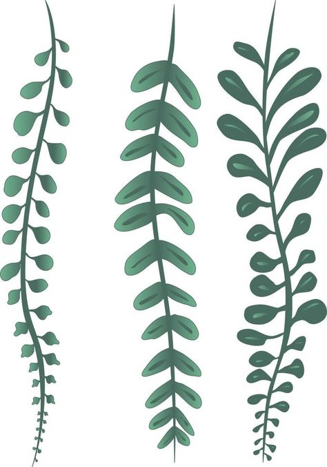 Vine Plants String of Pearls Succulents Drawing Vector Drawing Succulents, Sunday Tattoo, Succulents Drawing, Vine Plants, Vine Drawing, Drawing Lines, Drawing Vector, String Of Pearls, Plant Drawing