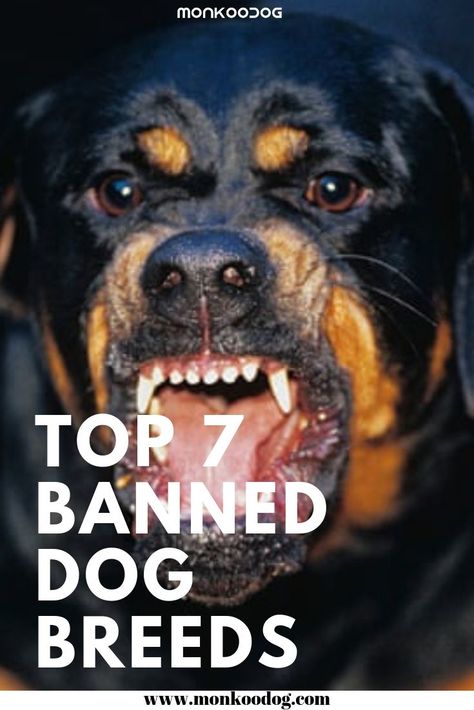 Dangerous Dogs Breeds, Banned Dog Breeds, Mailbox Swags, Most Dangerous Animals, 10 Animals, Tallest Dog, Dangerous Dogs, Scary Dogs, Warriors Wallpaper