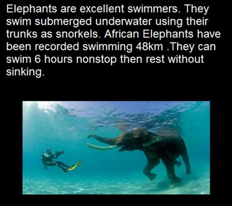 Elephants are swimmers Interesting Facts About Elephants, Elephants In Water, Elephant Facts, Swimming With Elephants, Riding Elephants In Thailand, Elephants Never Forget, Elephant Love, Animal Facts, African Elephant