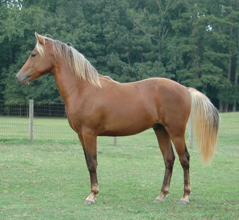 Unconventional, 2006 silver dapple bay Morgan horse Gray Quarter Horse, Dapple Gray Quarter Horse, Kladruber Horse, Dark Bay Quarter Horse, Horse Colours, Appendix Quarter Horse, Morgan Horses, Sorrel Quarter Horse Mare, Silver Bay