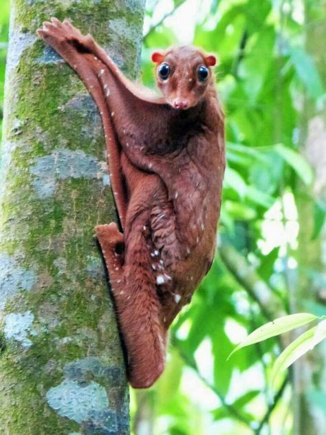 Malayan Colubo (Flying Lemur) Flying Lemur, Animals, Travel, Nature