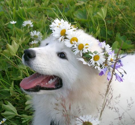 Garden Friends, Daisy Dog, Samoyed Dogs, Curious Cat, Dog Rules, Dog Flower, Dog Boarding, Sweet Animals, Baby Dogs