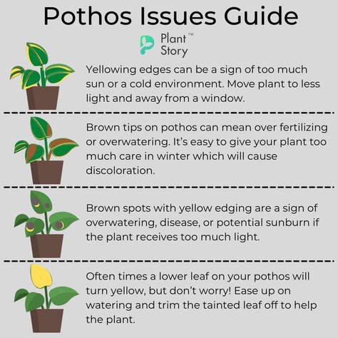 Best Plant Soil, Pothos Plant Care, Plant Mama, Household Plants, Plant Care Houseplant, Plant Book, Inside Plants, Growing Plants Indoors, Pothos Plant