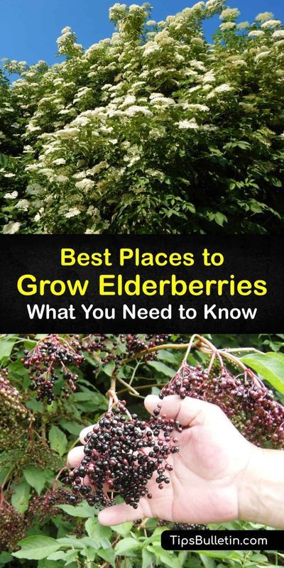 Sambucus Canadensis, Elderberry Growing, Backyard Planting, Elderberry Shrub, Elderberry Tree, Elderberry Plant, Elderberry Bush, Food Forest Garden, Elderberry Recipes