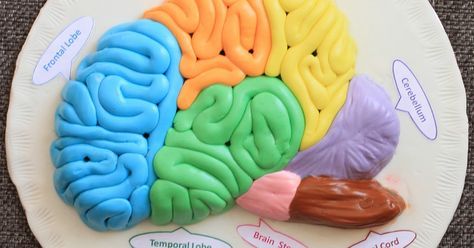 Model of Human Brain with Fondant, Fondant Brain, Cake Decoration, Halloween Cake Decoration Ideas, Structure of a Human Brain with Fondant, Human Brain for Science Project 3d Brain Project, Brain Cake, Brain Diagram, Brain Models, Cake Decoration Ideas, Halloween Cake Decorating, Brain Art, Halloween Cake, Decoration Halloween