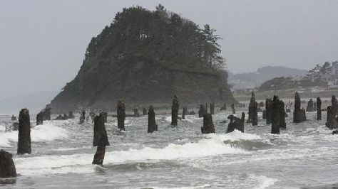 Neskowin, Oregon: The strange ghost forest that morphed into a beach Pnw Gothic, Neskowin Oregon, Ghost Forest, Spruce Trees, 2000 Year, Oregon Vacation, West Coast Road Trip, Sitka Spruce, American Gothic