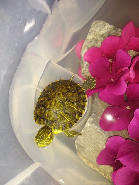 Pet Reptiles Aesthetic, Turtle Pet Aesthetic, Pet Turtle Aesthetic, Turtle Aesthetic, Turtle Pet, Musk Turtle, Turtle Baby, Red Eared Slider, Just Keep Swimming